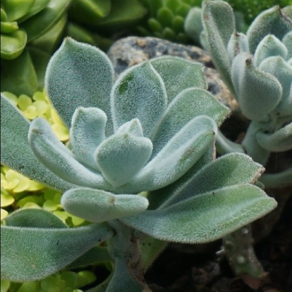 Meet your Posher, Rylee - Picture 1 of 1